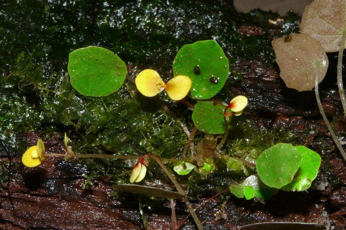 B. atroglandulosa