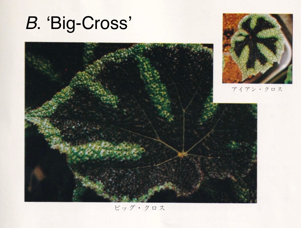B. ‘Big-Cross’