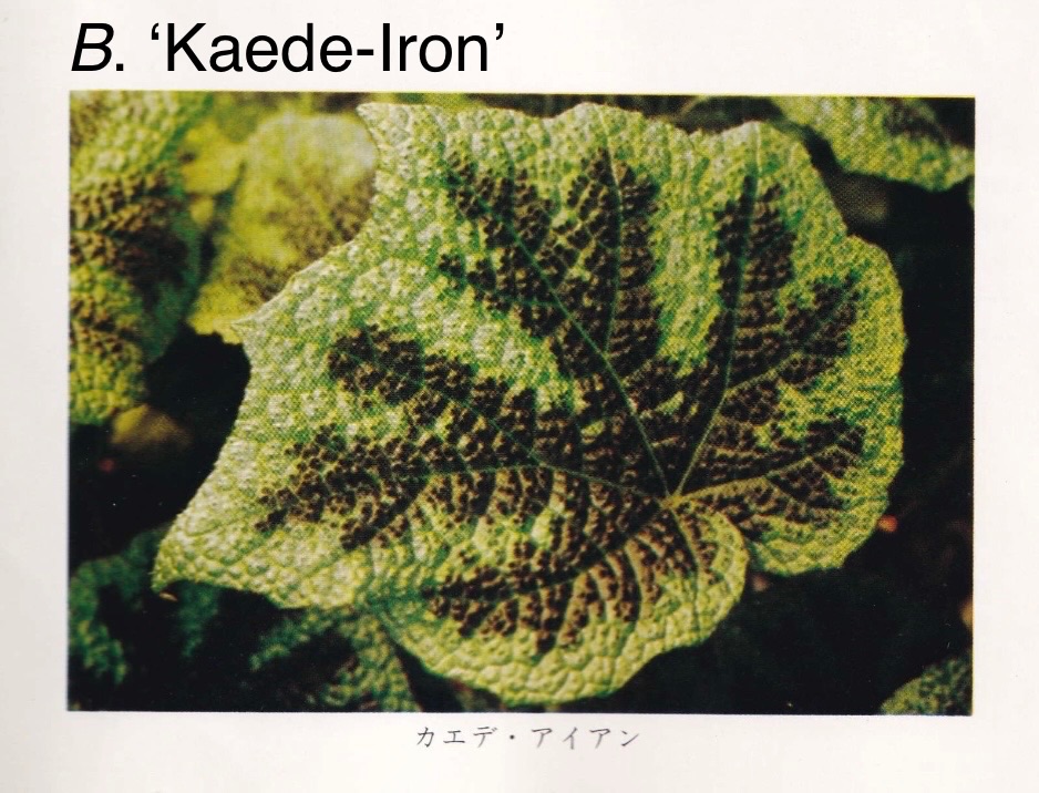 B. ‘Kaede-Iron’