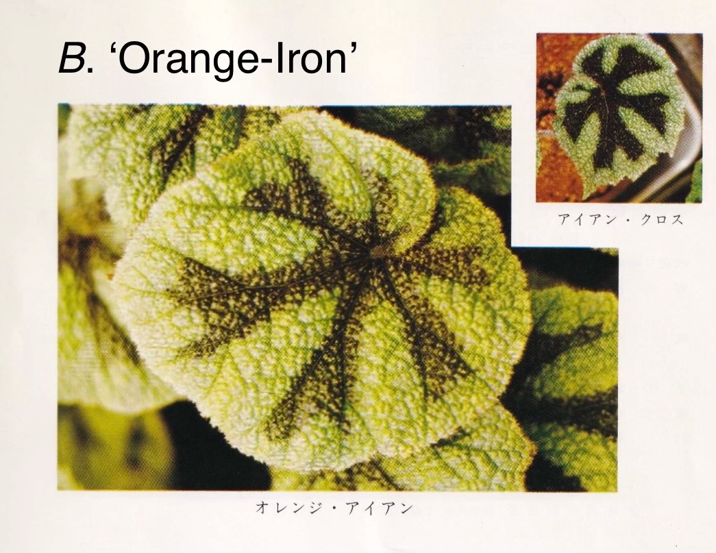 B. ‘Orange-Iron’