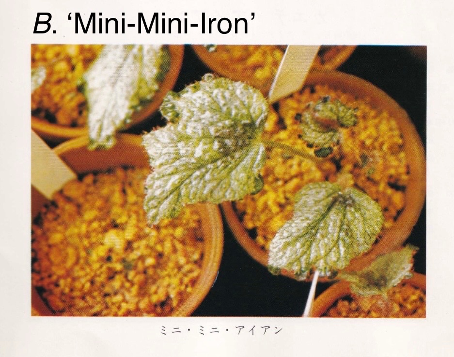B. ‘Mini-Mini-Iron’