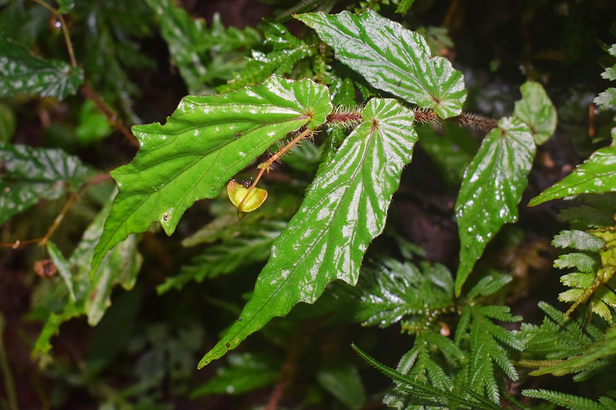 B. agusanensis