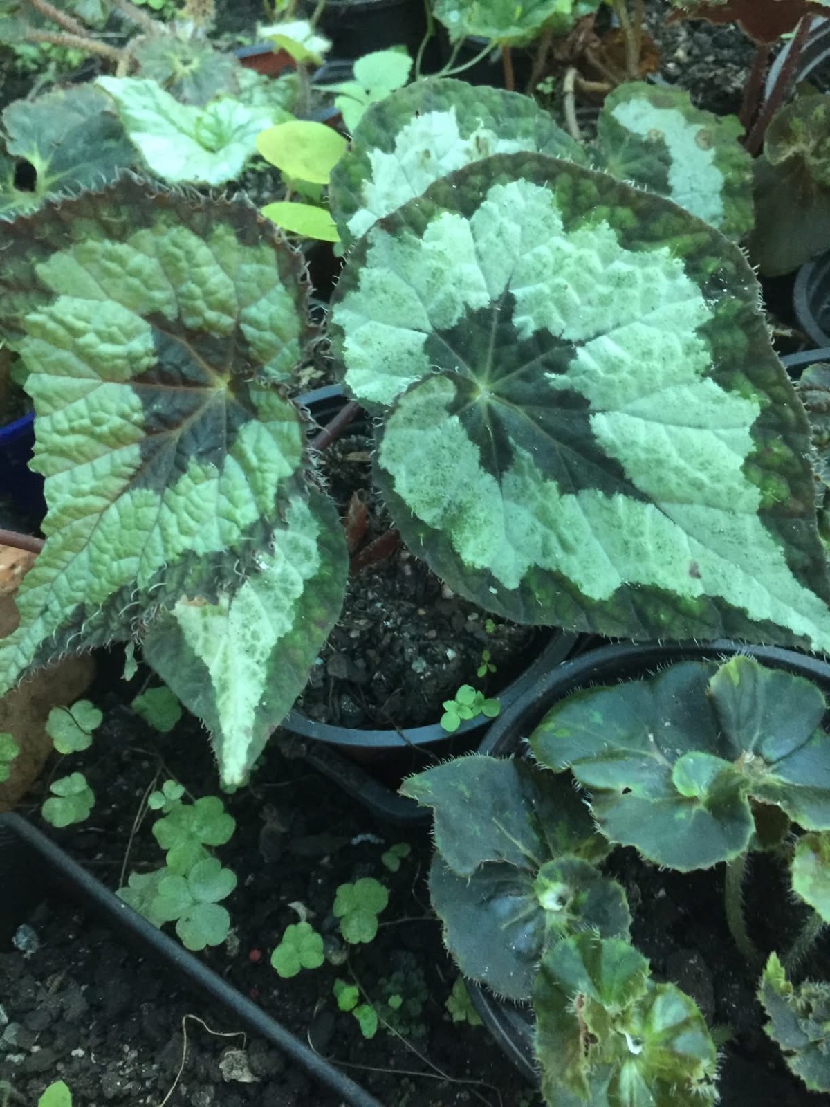 B. ‘Silver Legend’