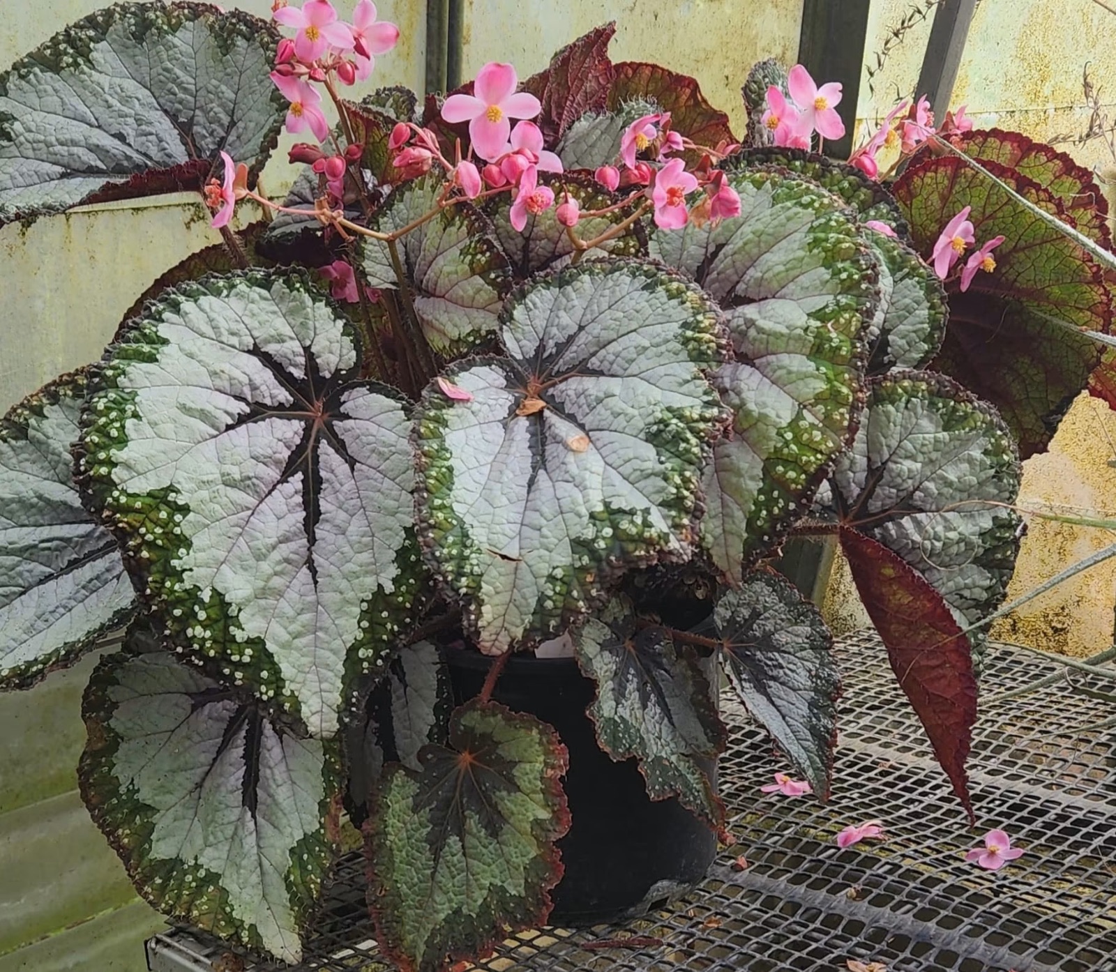 B. ‘Matt Coulter’