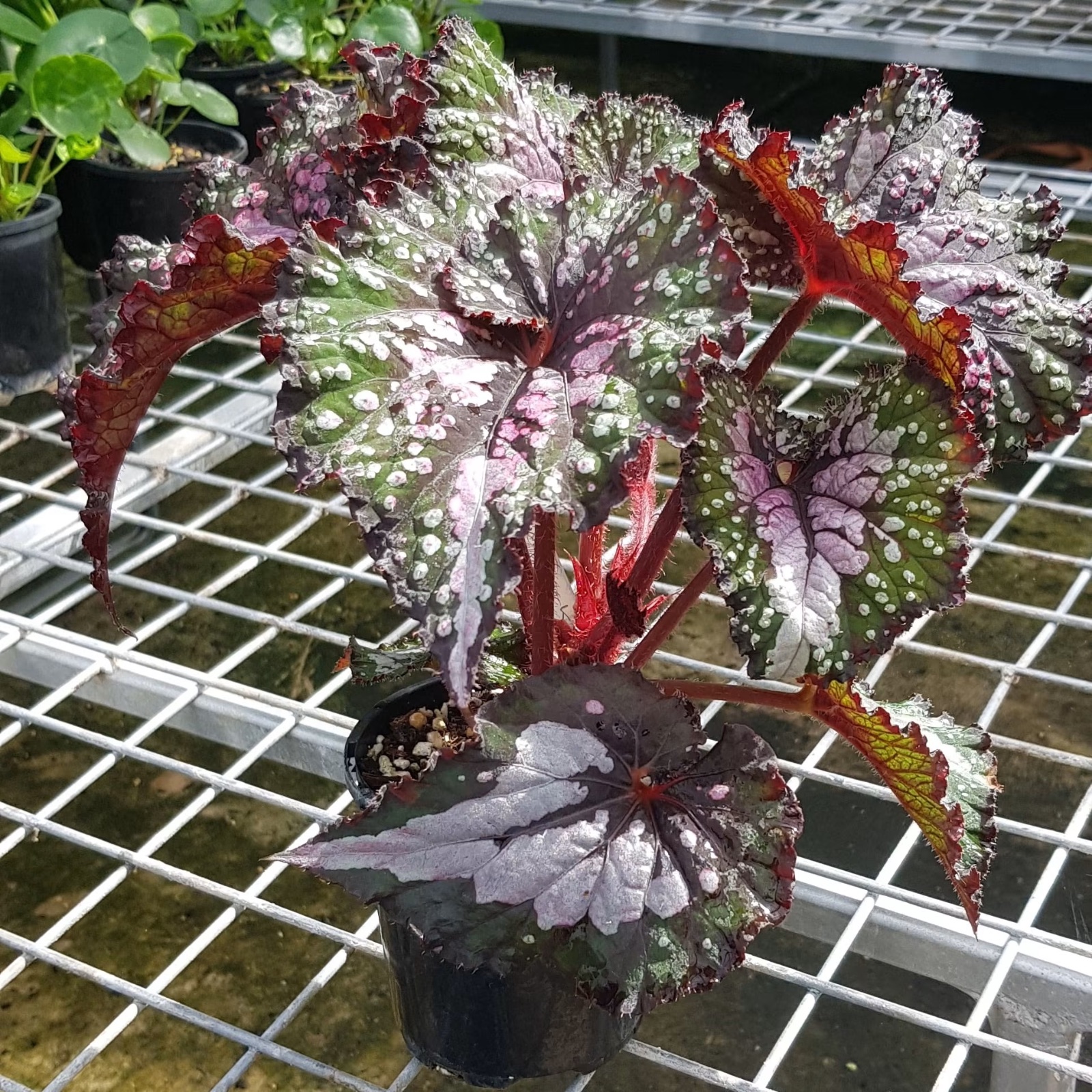 B. ‘Peacock’