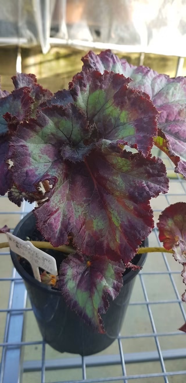 B. ‘Chocolate and Raspberry’