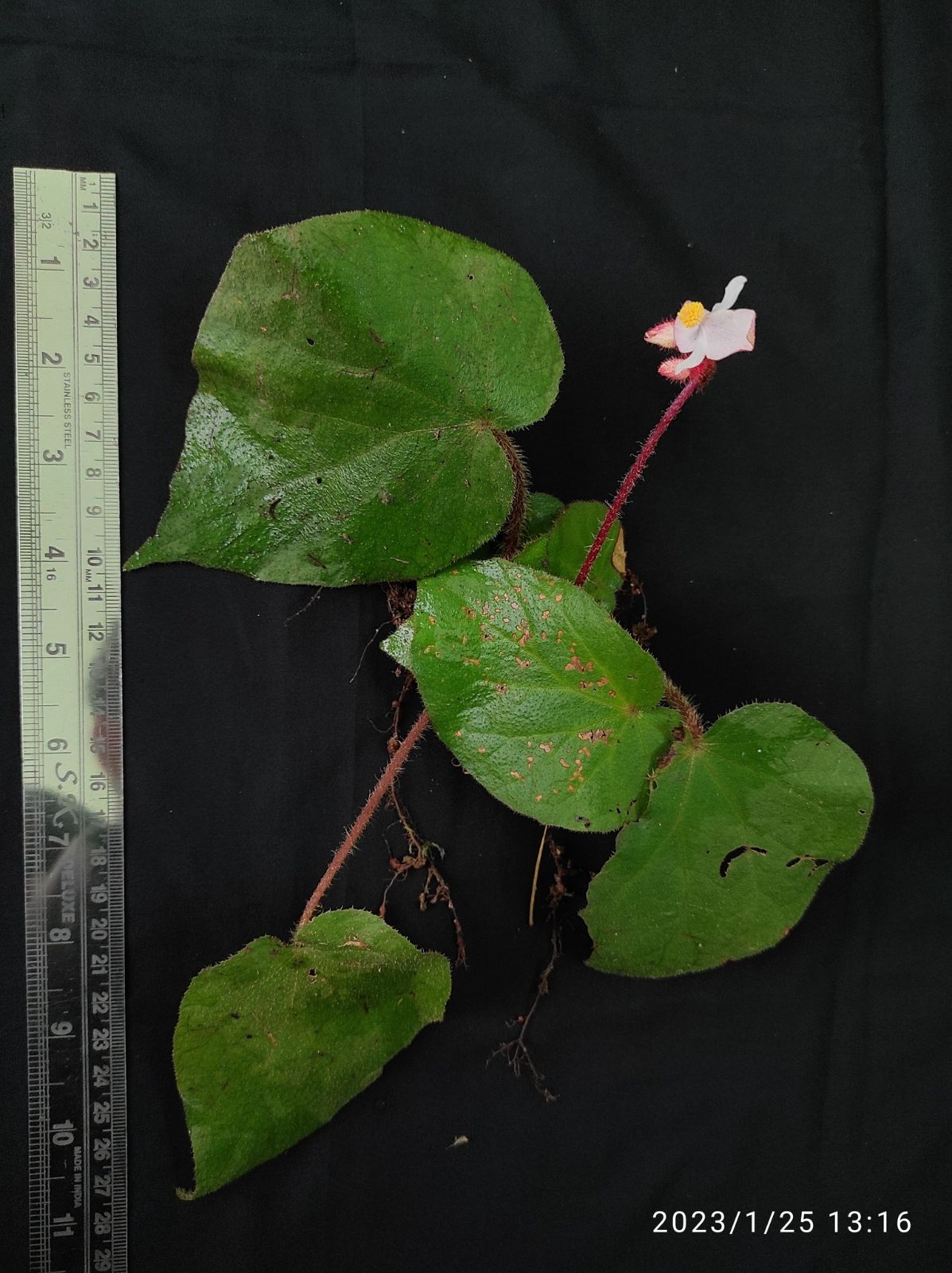 B. tripurensis