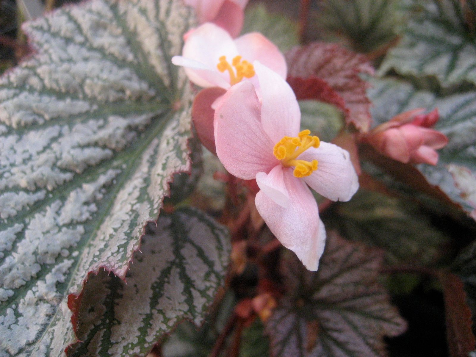 B. 'Antique Rose'