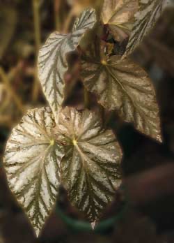 B. ‘Bloody Mary’