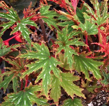 B. ‘Sierra Gentle Rain’