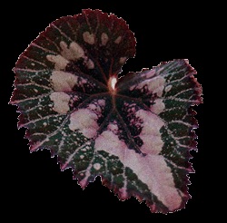 B. ‘Sierra Cloud’