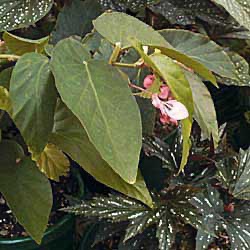 B. ‘Pink Wave’