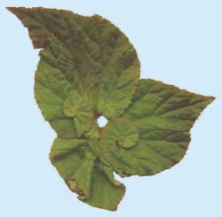 B. ‘Wineuma’