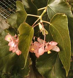 B. ‘Wild Oranges’