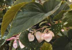 B. ‘Sierra Peach’