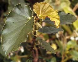 B. ‘Bishop’s Irish Eyes’