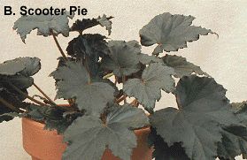 B. 'Scooter Pie'
