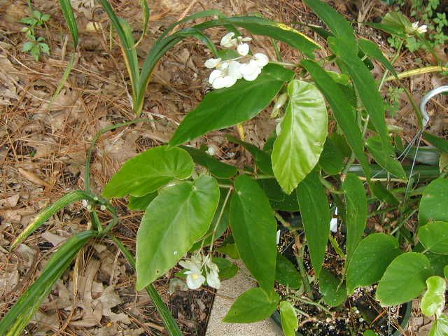 B. 'Crosby White'