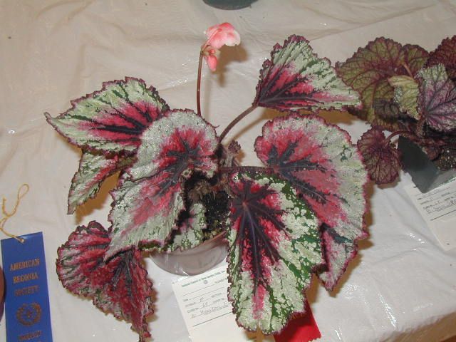 B. 'Houston Fiesta'