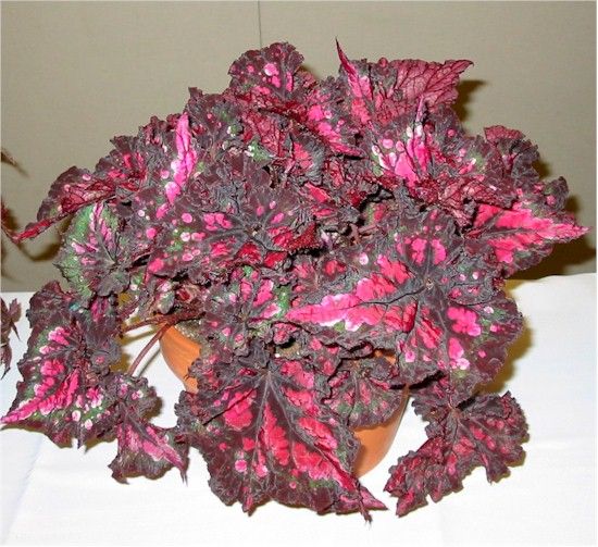B. 'Pachae'
