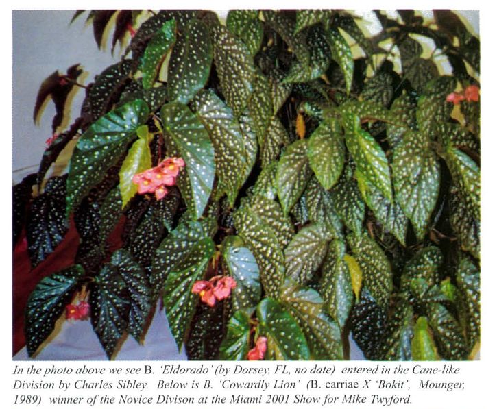 B. 'Eldorado'
