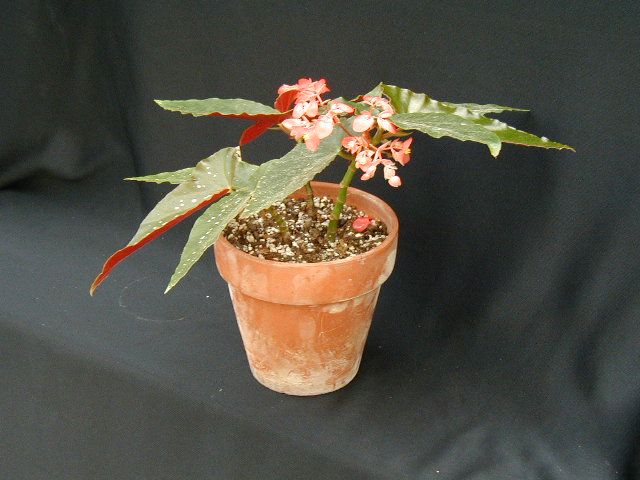 B. 'Flame'