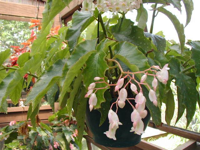 B. 'Juana John's'