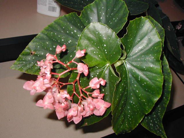 B. 'Lulu'