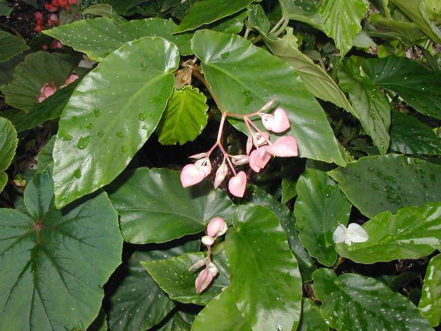 B. 'Pink Charm'