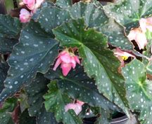 B. 'Miss Marie'