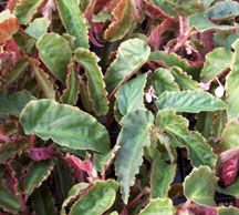B. 'Southampton'