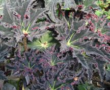 B. 'Midnight Star'