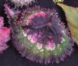 B. 'Tiny Bright'