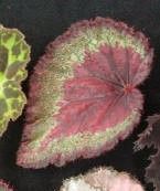 B. 'Beau Rouge'
