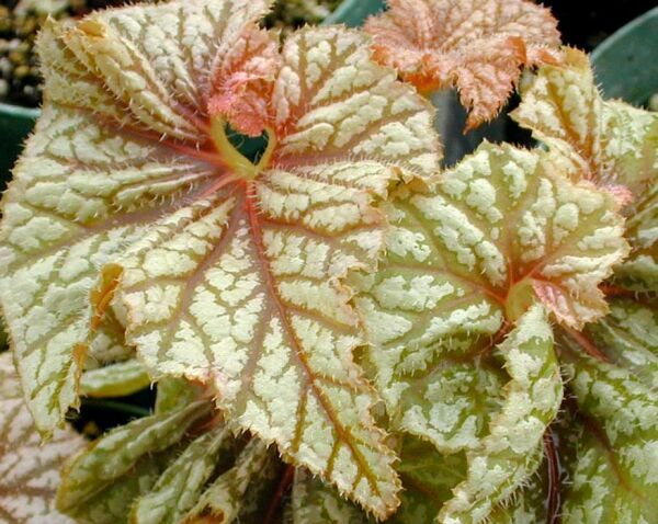 B. 'Spindrift'