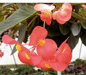 B. 'Cherry Splash'