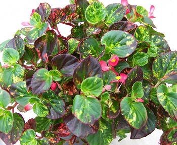B. 'Red Charm'