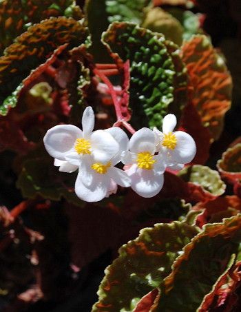 B. 'Palomar Storm'