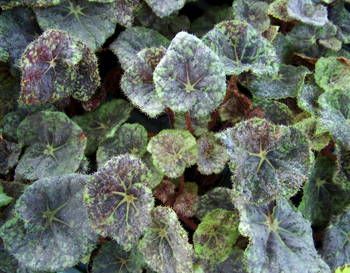 B. 'Vista Silver Shimmer'