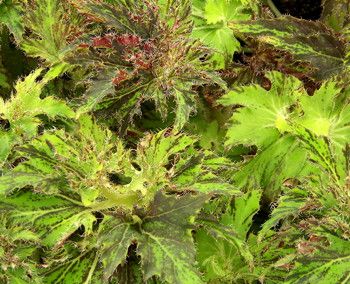 B. 'Curly Cleo'