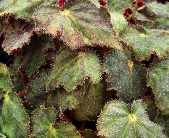 B. 'Copper King'