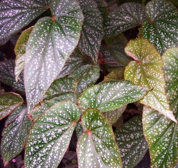 B. 'Silver Darling'