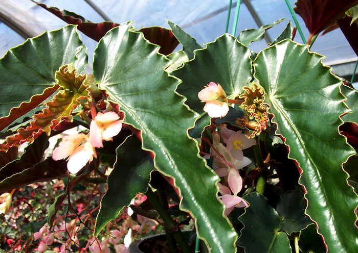 B. 'Green Wings'