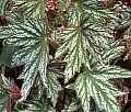 B. 'Dragon's Claws'
