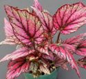 B. 'Hugh McLaughlin'