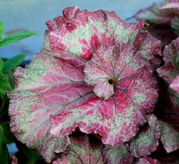 B. 'Edwardian'