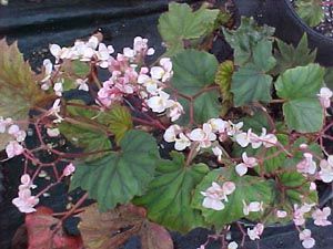 B. 'Cherry Chocolate'