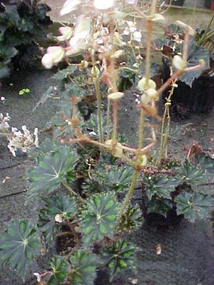 B. 'Forest Shadows'