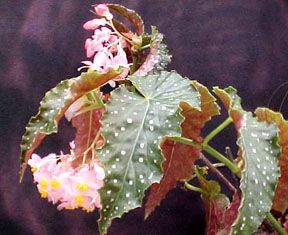 B. 'Baby Beth’