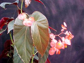 B. 'Kartuz Red'